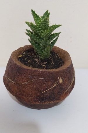 suculenta en vintage, desayunossorpresas.com desayunos sorpresa a domicilio bogotá, desayunos sorpresa bogotá