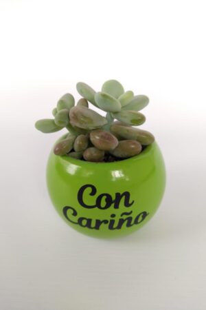 suculenta 5, desayunossorpresas.com, desayunos a domicilio bogotá, desayunos sorpresa bogotá