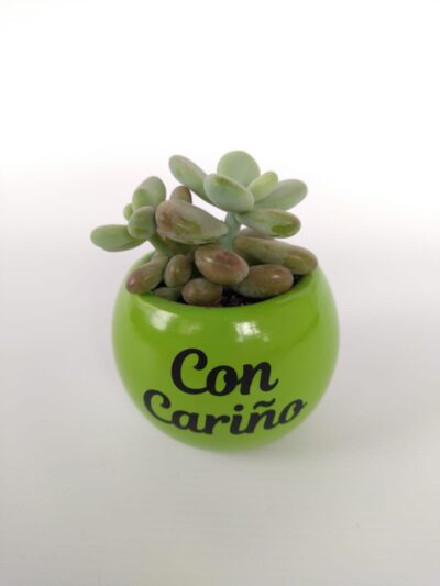 suculenta 5, desayunossorpresas.com, desayunos a domicilio bogotá, desayunos sorpresa bogotá