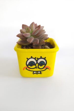 suculenta bob esponja