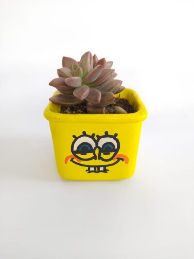 suculenta bob esponja