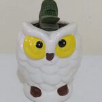 suculenta buho, desayunos sorpresa a domicilio bogotá, desayunos sorpresa bogotá, desayunossorpresas.com