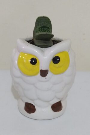 suculenta buho, desayunos sorpresa a domicilio bogotá, desayunos sorpresa bogotá, desayunossorpresas.com