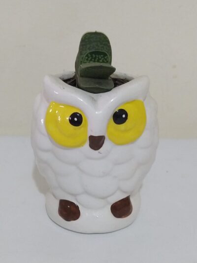 suculenta buho, desayunos sorpresa a domicilio bogotá, desayunos sorpresa bogotá, desayunossorpresas.com