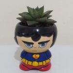 suculenta superman Bogota Colombia Desayunos Sorpresas