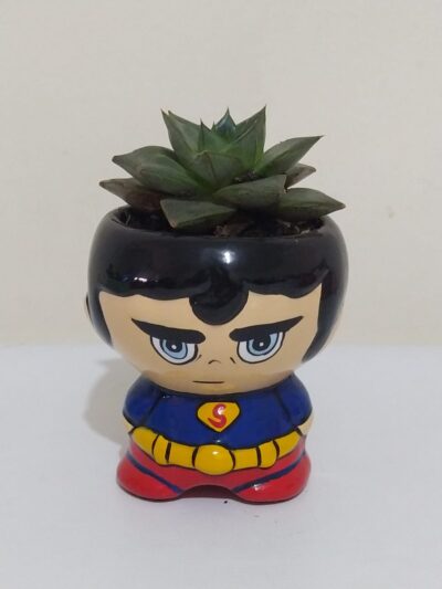 suculenta superman Bogota Colombia Desayunos Sorpresas