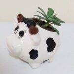 suculenta vaquita, desayunos sorpresa a domicilio bogotá, desayunos sorpresa bogotá, desayunossorpresas.com