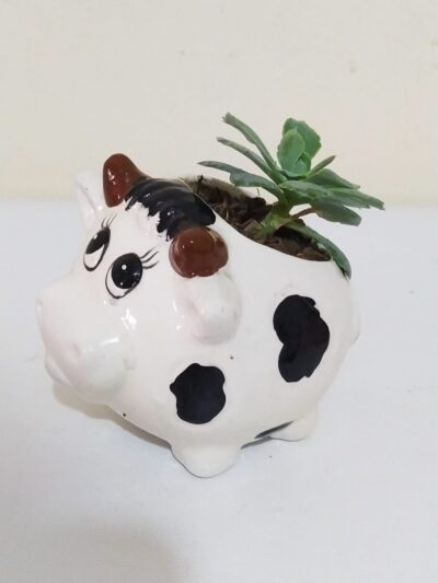 suculenta vaquita, desayunos sorpresa a domicilio bogotá, desayunos sorpresa bogotá, desayunossorpresas.com