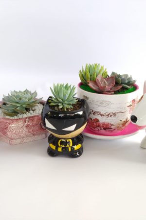 suculentas y terrarios, desayunos sorpresa a domicilio, desayunos sorpresa a domicilio bogotá, desayunos sorpresa bogotá, desayunossorpresas.com