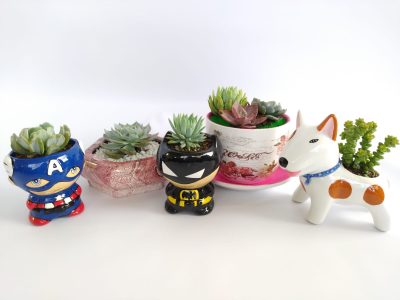 suculentas y terrarios, desayunos sorpresa a domicilio, desayunos sorpresa a domicilio bogotá, desayunos sorpresa bogotá, desayunossorpresas.com