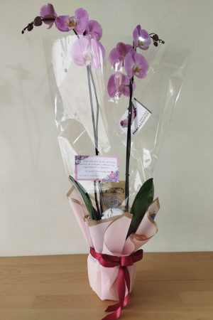 Orquídea y Caja de Chocolates Desayunosorpresas.com